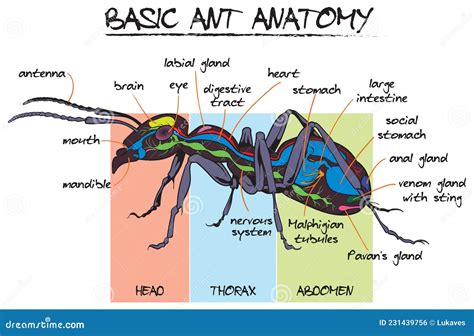 Ant Anatomy .
